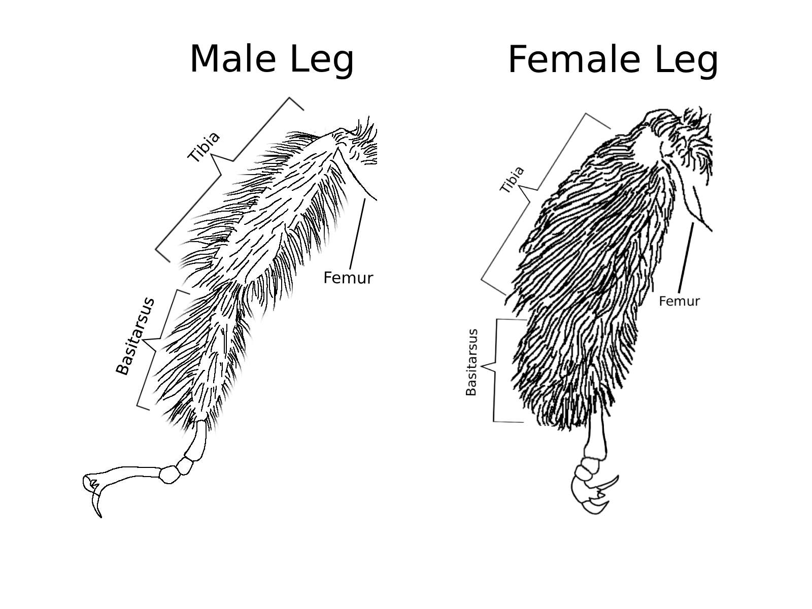 Melissodes Leg Diagram